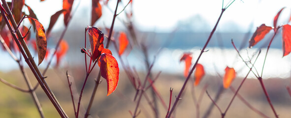 Rows branches bright red autumn leaves foreground creating warm accent blurred light background...