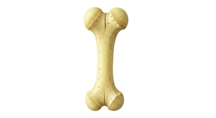 Isolated human femur bone