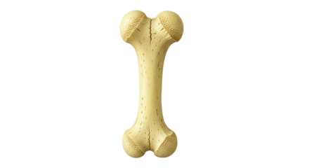 Isolated human femur bone
