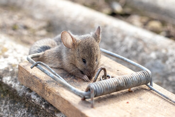Small mouse caught in trap demonstrating natural rodent behavior attempting to get food reflecting...