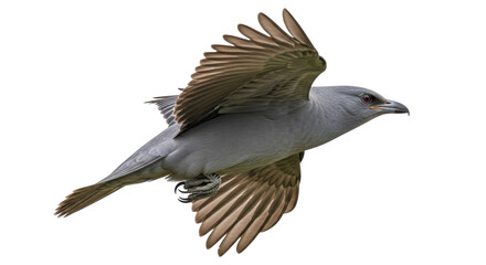 Isolated bird flying