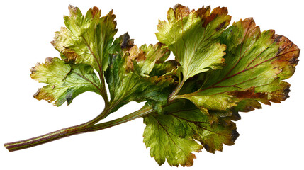 Fresh Celery Sprig Green Brown Leaves Stem