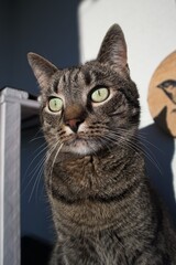 Portrait of a cat looking curiously
