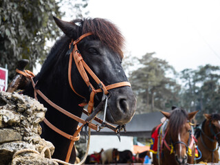 フィリピンのバギオにいる馬