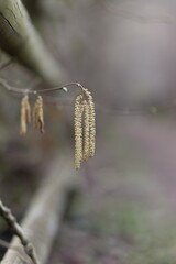 Nature detail shot - Nature background - Bokeh