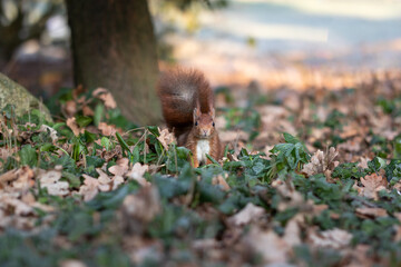 Squirrel looks curiously into the camera