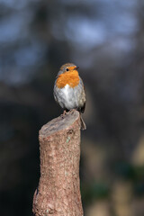 Robin portrait - bird sitting on a tree trunk