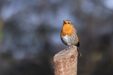 Robin portrait - bird sitting on a tree trunk and chirping