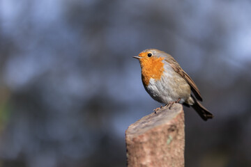 Robin portrait - bird sitting on a tree trunk