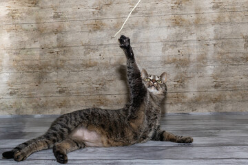 Cat lying in the studio and trying to catch a spaghetti noodle