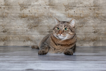 Cat Studio Portrait / Cat lying relaxed