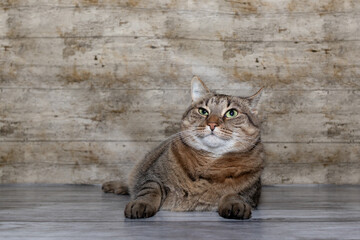 Cat Studio Portrait / Cat lying and looking funny