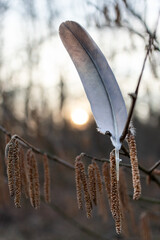 A feather hanging in the branches of a weeping birch