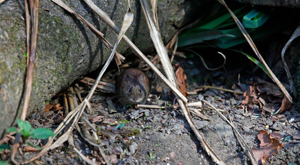 Fototapeta premium Bank voles beneath the bird feeders