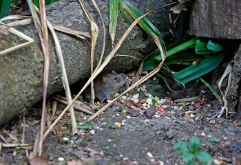 Bank voles beneath the bird feeders