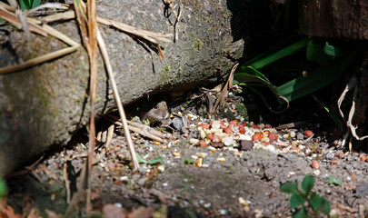 Bank voles beneath the bird feeders