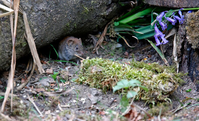 Bank voles beneath the bird feeders
