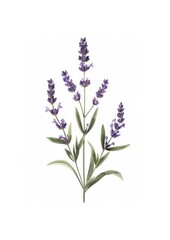 Obraz premium Lavender botanical watercolor illustration