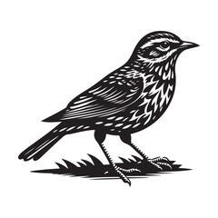 Fototapeta premium vector illustration of a bird