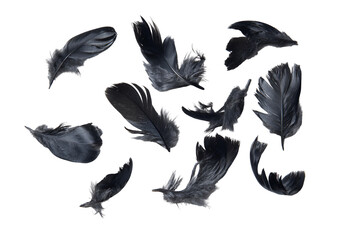 Fototapeta premium Dark Raven Feathers Floating, Isolated Black Background, Abstract Art