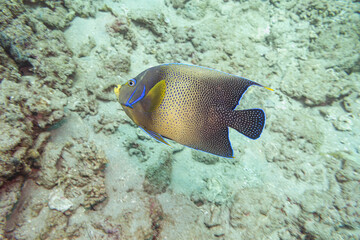 Semicircle Angelfish on Ningaloo Coral Reef, Western Australia, Australia