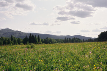 Fototapeta premium summer landscape in the mountains