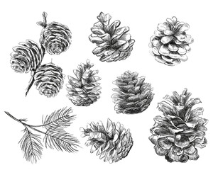 A set of cones from the forest. Cones, branches of fir and pine trees. The illustration is hand-drawn in black pencil. Black and white set for your creativity.	
