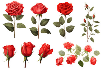 Naklejka premium Red Rose Collection: Botanical Illustrations for Design Projects transparent background png