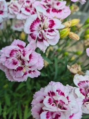 pink hydrangea flowers