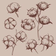 Set of elements flowers cotton and leaves and cone. Hand draw illustration, black lines