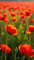 Fototapeta premium Expansive red poppy field, swaying stems, intense color, sunlight, flowering, abundance, red