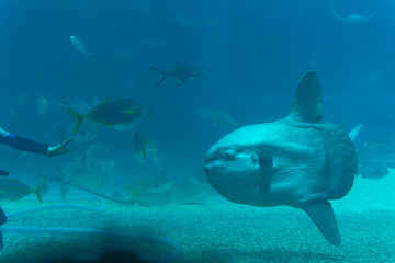 sunfish swimming under the water
