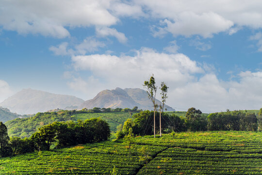 Beautiful view of Tea plantation vagamon, view Idukki district and Kottayam district in the state of Kerala, India