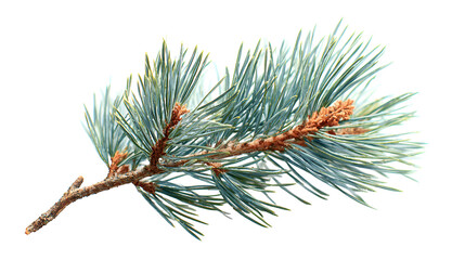 Blue Spruce Branch Winter Snow Nature