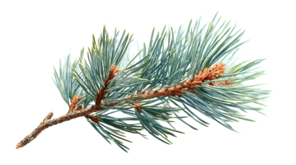 Blue Spruce Branch Winter Snow Nature