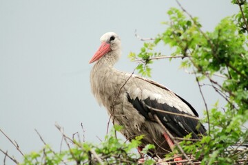 stork in the grass