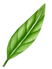 Obraz premium Watercolor hand drawn summer beach set with coastal resort items, such as palm tree, beach umbrella, coctails, seashells, sunglasses, hat, and flowers. Elements for design cards, packaging, website. 