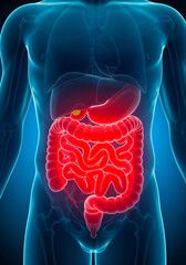 Female urinary system with inflamed bladder indicating cystitis and pelvic infection
