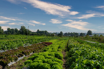 Field of vegetables including lettuce and spinach