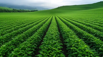 Naklejka premium This breathtaking landscape captures lush green fields with perfectly aligned rows extending towards the horizon, showcasing the beauty of agriculture and the tranquility of nature.