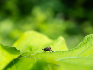 Macro of a fly on a green leaf with green bokeh background