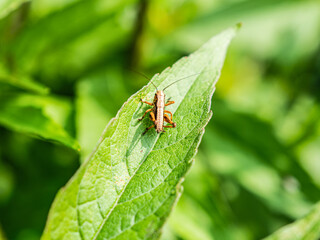 Close up of a small brown locust grasshopper on the green leaf of a plant