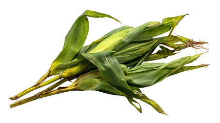 Fototapeta premium Fresh Corn on the Cob Still in Husks Green Leaves Harvest