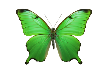 green butterfly on transparent background png 