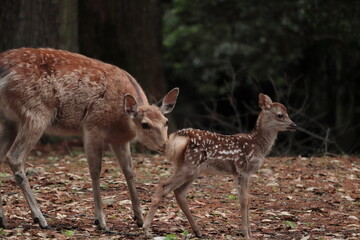 奈良　奈良公園　奈良の鹿　奈良直