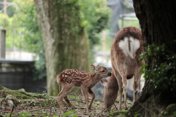 奈良　奈良公園　奈良の鹿　奈良直