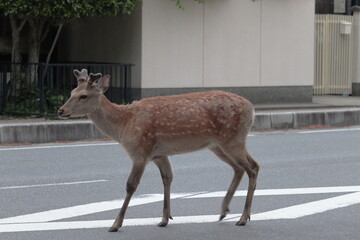 奈良　奈良公園　奈良の鹿　奈良直
