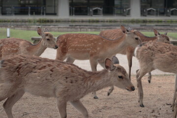 奈良　奈良公園　奈良の鹿　奈良直