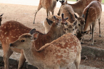 奈良　奈良公園　奈良の鹿　奈良直