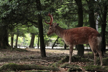 奈良　奈良公園　奈良の鹿　奈良鹿
